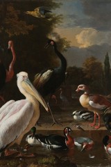 Melchior d Hondecoeter. La plume flottante